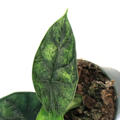 Alocasia, 4in, Beginda Dragon Scale Mint