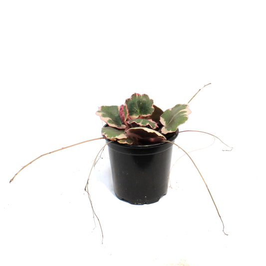 Begonia, 4in, Strawberry Triocolor