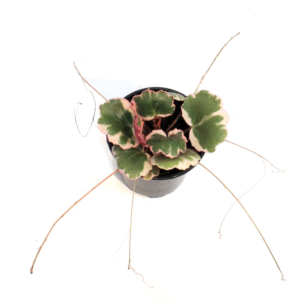 Begonia, 4in, Strawberry Triocolor