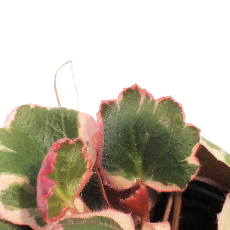 Begonia, 4in, Strawberry Triocolor