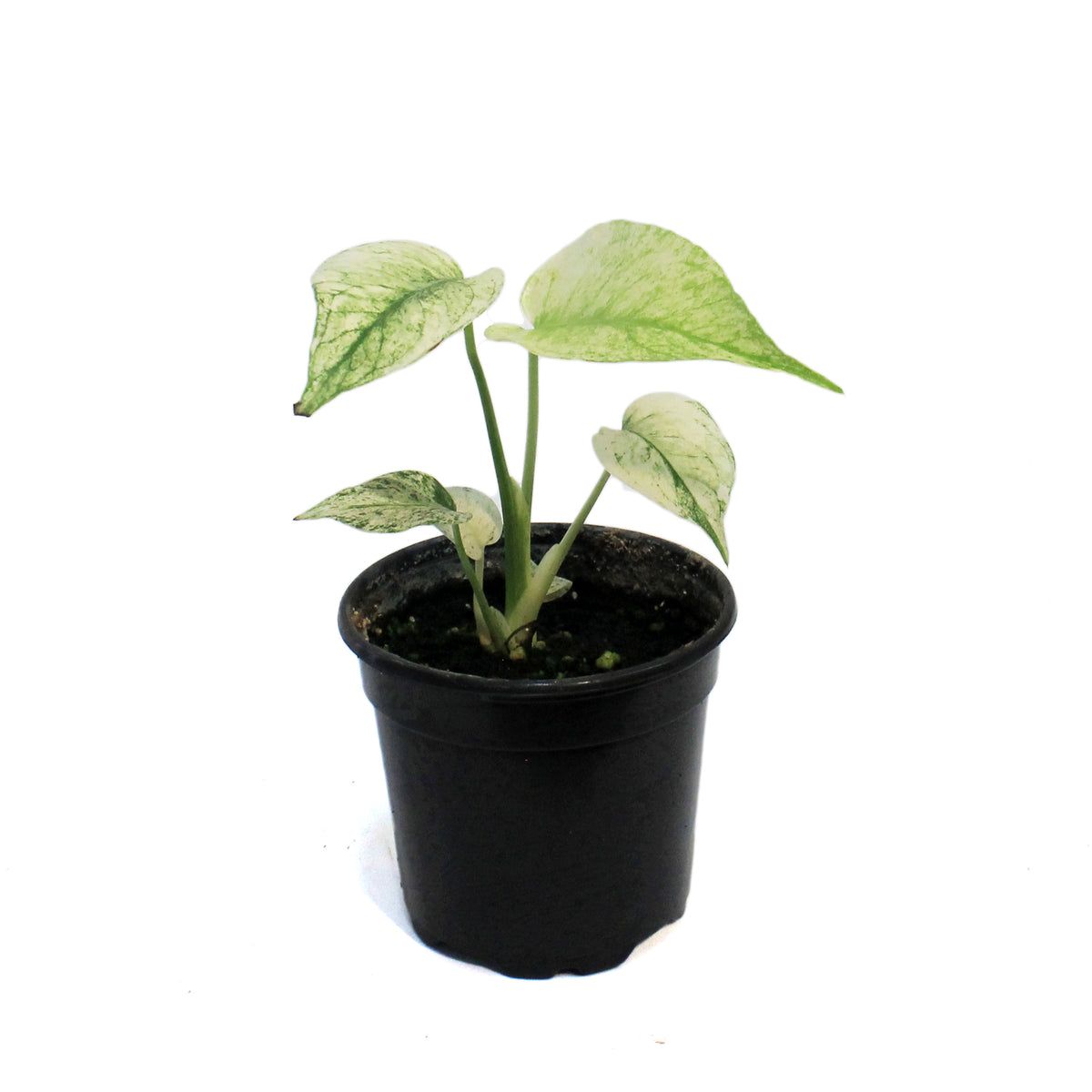 Monstera, 4in,White Monster