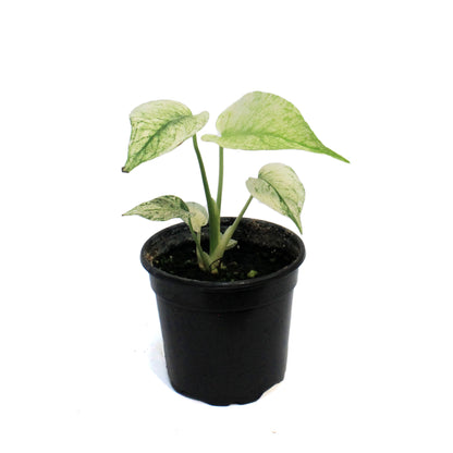 Monstera, 4in,White Monster