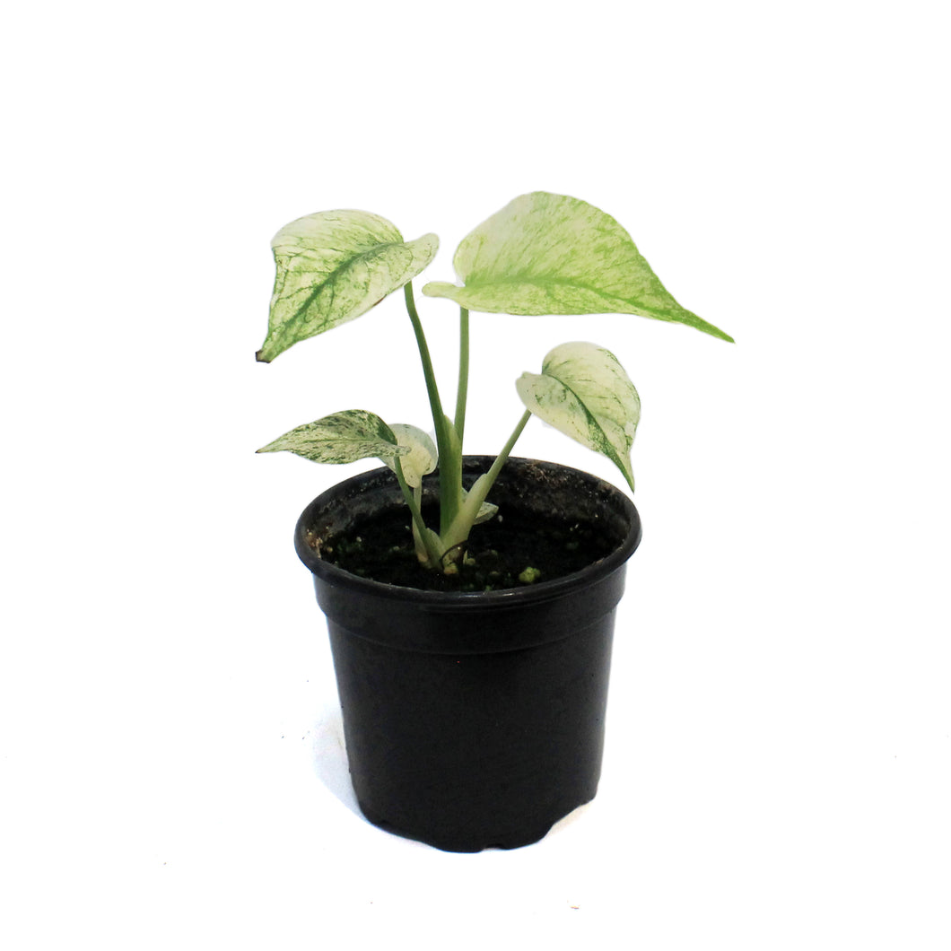 Monstera, 4in,White Monster