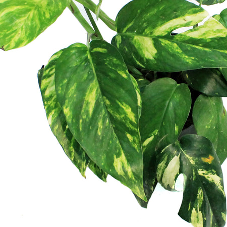 Epipremnum 6in Yellow Surprise Varigated