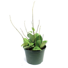 Load image into Gallery viewer, Hoya, 6in, Parasitica Splash
