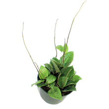 Load image into Gallery viewer, Hoya, 6in, Parasitica Splash
