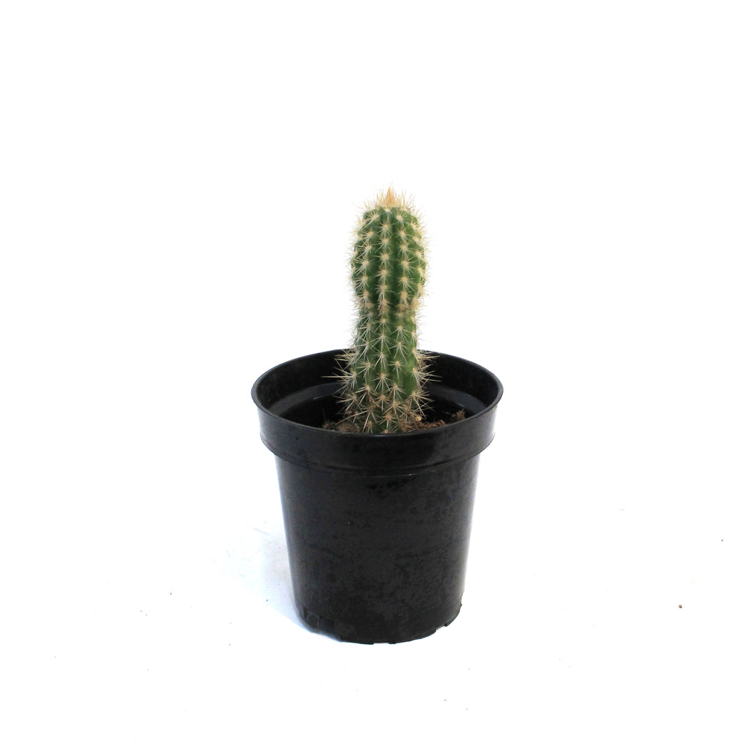 Cactus, 3.5in, Pilosocereus Gounellei