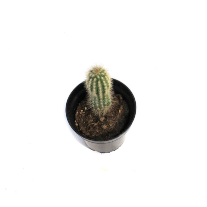 Cactus, 3.5in, Pilosocereus Gounellei