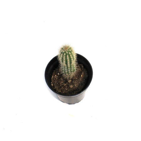 Cactus, 3.5in, Pilosocereus Gounellei