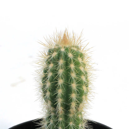Cactus, 3.5in, Pilosocereus Gounellei
