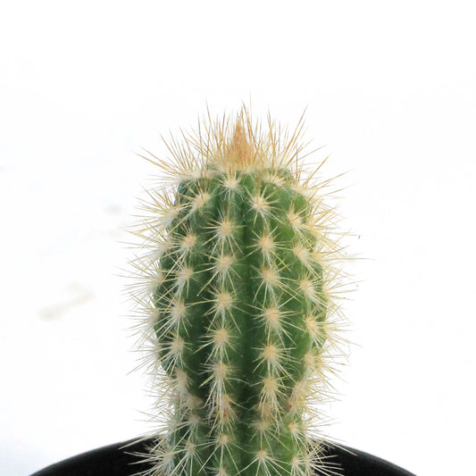 Cactus, 3.5in, Pilosocereus Gounellei