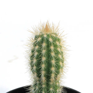 Cactus, 3.5in, Pilosocereus Gounellei