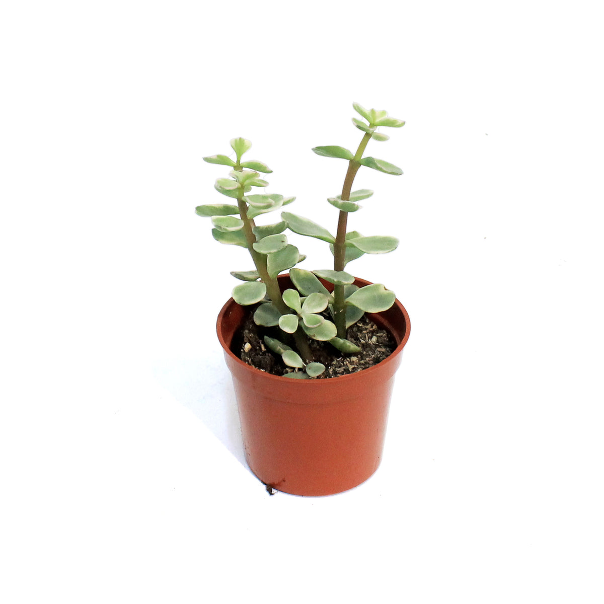 Succulent, 2.5in, Elephant Bush