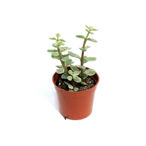 Succulent, 2.5in, Elephant Bush