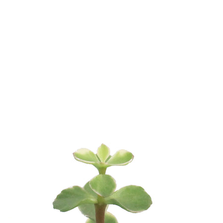 Succulent, 2.5in, Elephant Bush