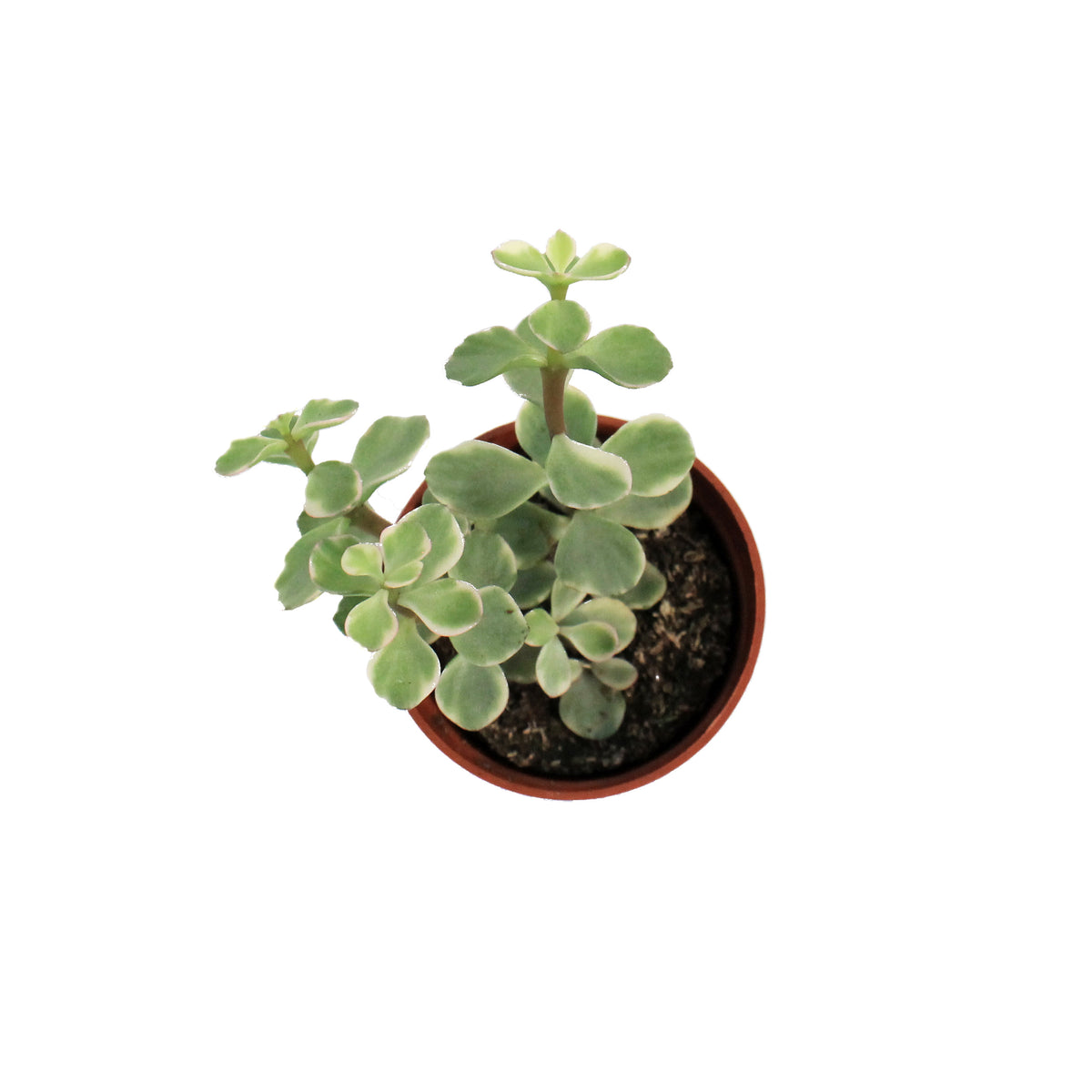 Succulent, 2.5in, Elephant Bush