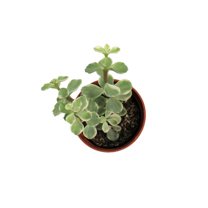 Succulent, 2.5in, Elephant Bush