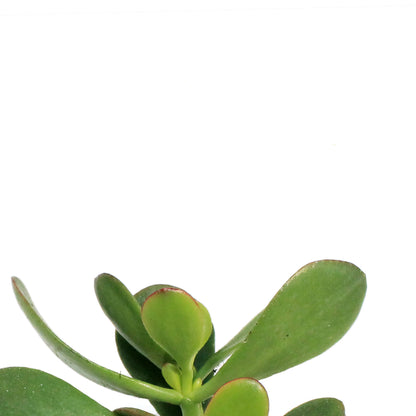 Succulent, 2.5in, Jade Assorted