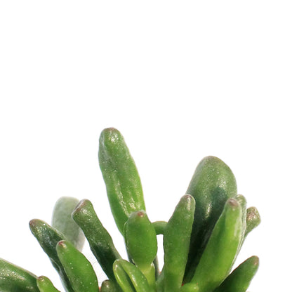 Succulent, 2.5in, Jade Assorted