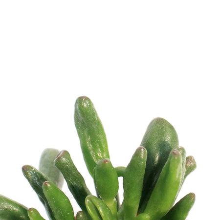 Succulent, 2.5in, Jade Assorted