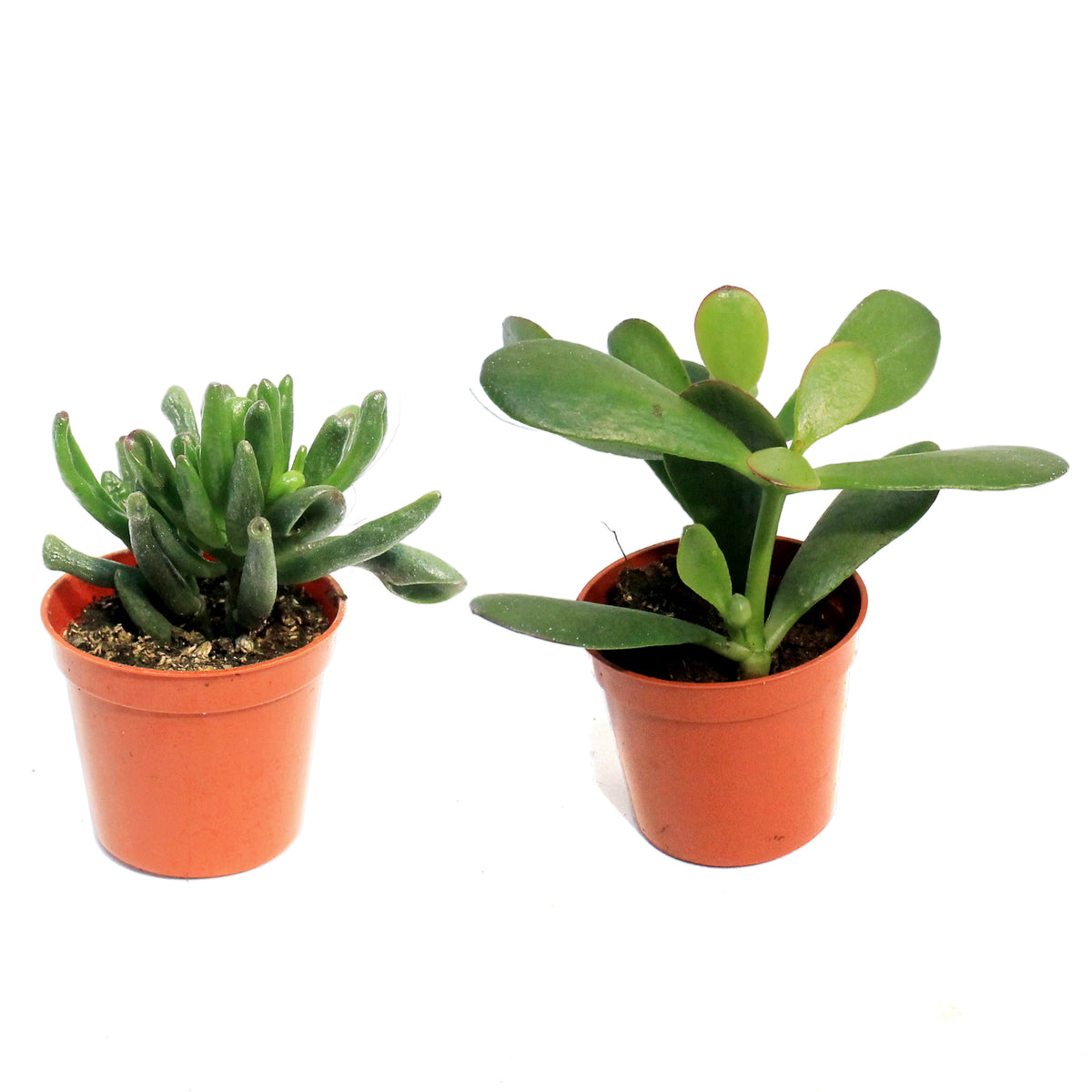 Succulent, 2.5in, Jade Assorted