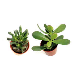 Succulent, 2.5in, Jade Assorted