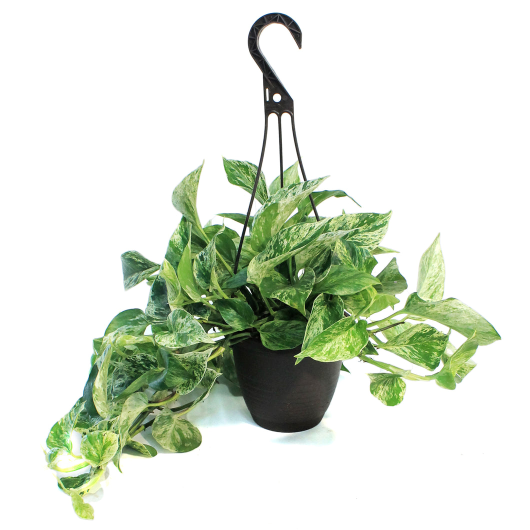 Pothos, 6.5in, Marble Queen, Hanging Basket