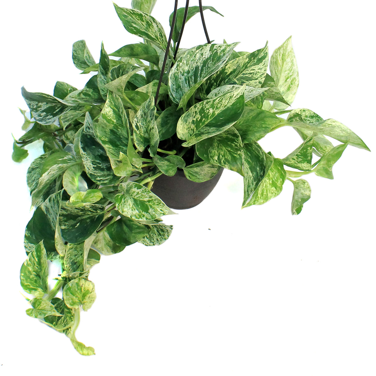 Pothos, 6.5in, Marble Queen, Hanging Basket