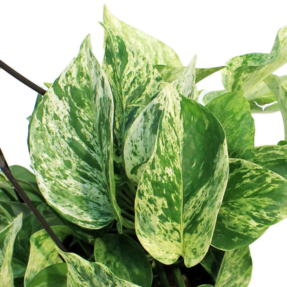 Pothos, 6.5in, Marble Queen, Hanging Basket