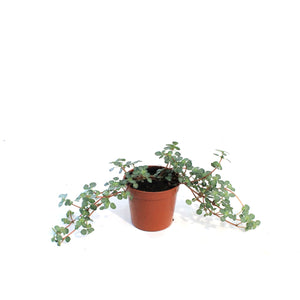 Soleirolia, 2.5in, Baby Tears
