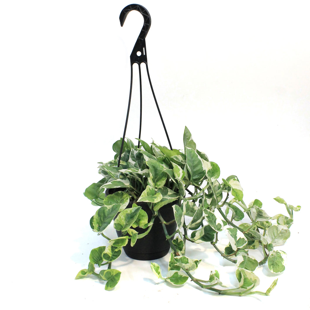 Pothos, 6.5in HB, N' Joy