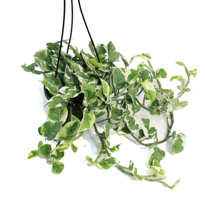 Pothos, 6.5in HB, N' Joy