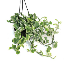 Load image into Gallery viewer, Pothos, 6.5in HB, N&#39; Joy
