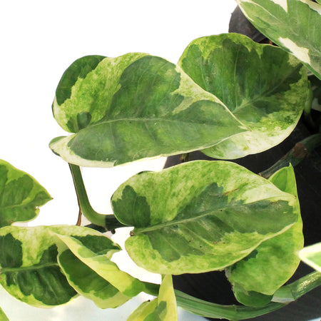 Pothos, 6.5in HB, N' Joy