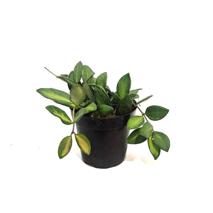 Hoya, 4in, Burtoniae Variegated