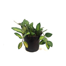 Load image into Gallery viewer, Hoya, 4in, Burtoniae Variegated
