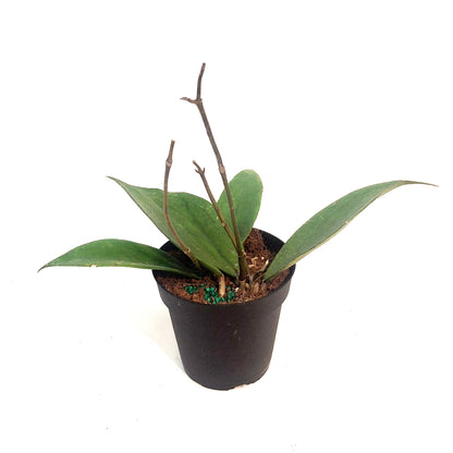 Hoya, 4in, Vitellinoides