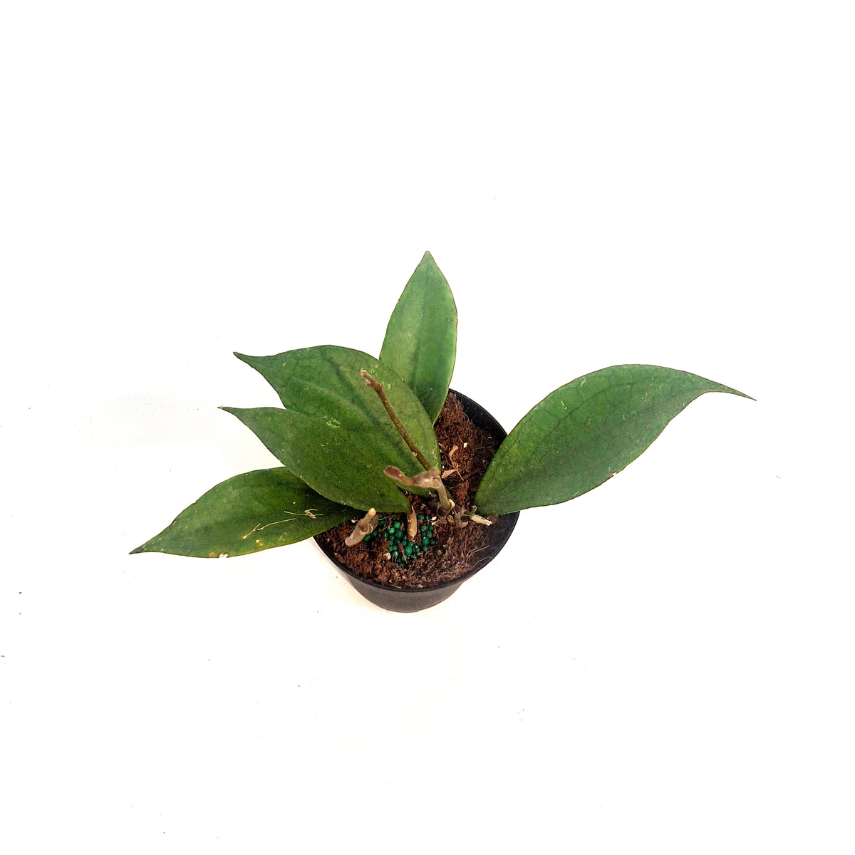 Hoya, 4in, Vitellinoides