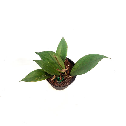 Hoya, 4in, Vitellinoides