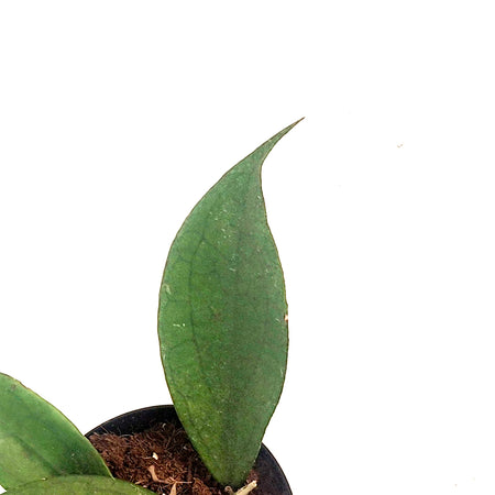 Hoya, 4in, Vitellinoides