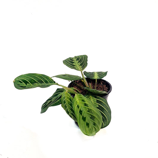 Maranta, 4in, Lemon,
