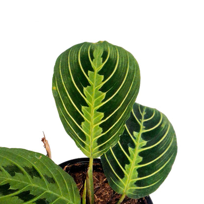 Maranta, 4in, Lemon,
