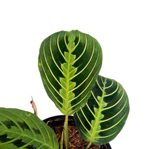 Maranta, 4in, Lemon,
