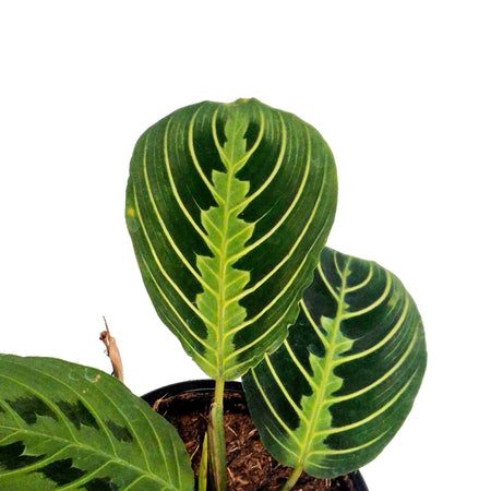 Maranta, 4in, Lemon,