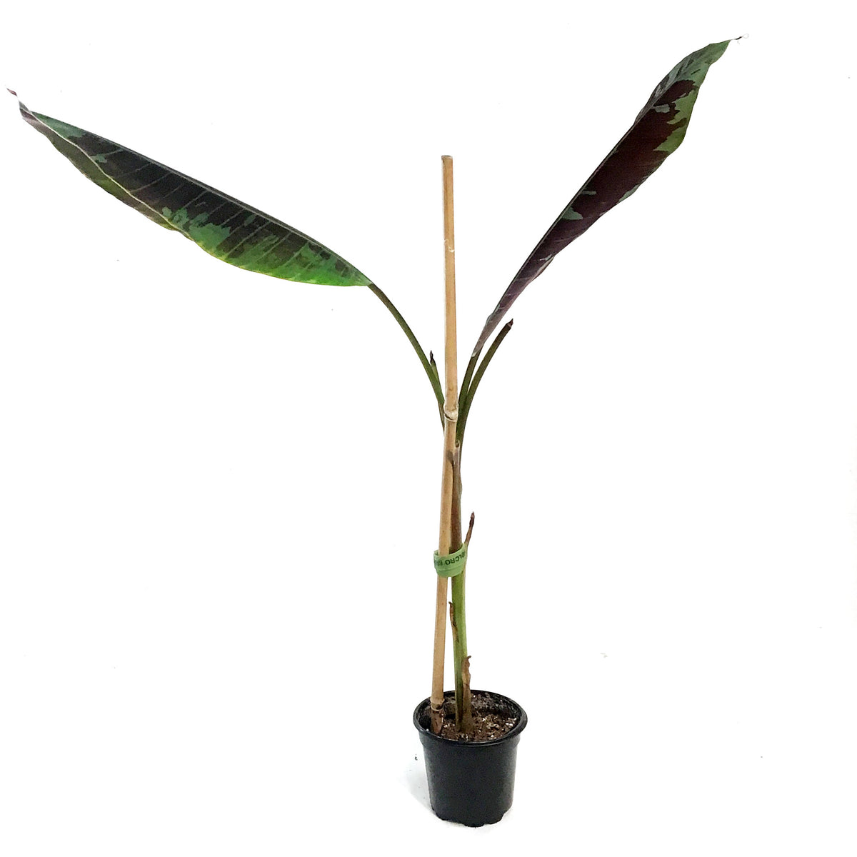 Banana, 4in, Stripe-Leaved Musa Zebrina