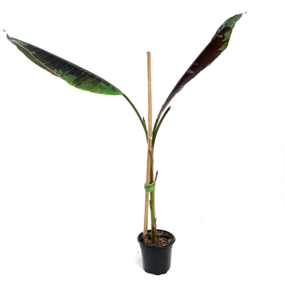Banana, 4in, Stripe-Leaved Musa Zebrina