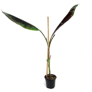 Banana, 4in, Stripe-Leaved Musa Zebrina