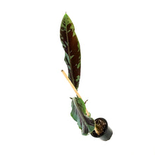 Load image into Gallery viewer, Banana, 4in, Stripe-Leaved Musa Zebrina
