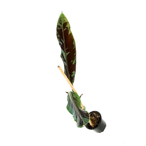 Banana, 4in, Stripe-Leaved Musa Zebrina