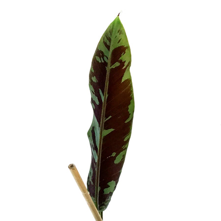 Banana, 4in, Stripe-Leaved Musa Zebrina